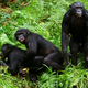 Image for article titled 9 species of animals that are having more fun than you